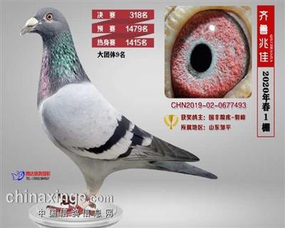 2020年山东齐鲁兆佳春一棚决赛318名