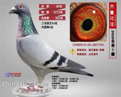 2020年山东齐鲁兆佳春一棚决赛40名