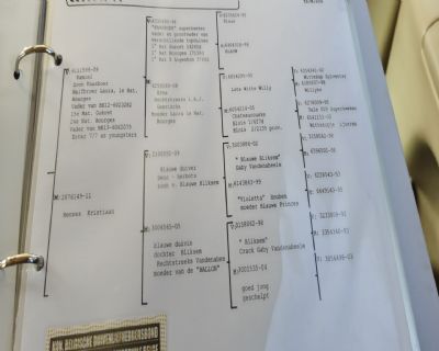 奶酪小子之孙0506