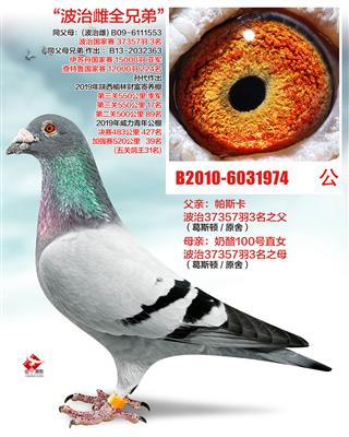 奶酪三万羽3名全弟