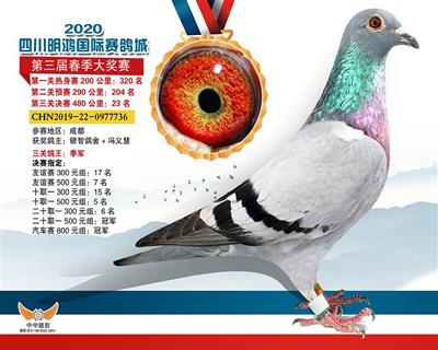 三关鸽王季军：杨欧瓦克/未来力量