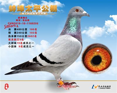太平公棚鸽王9名