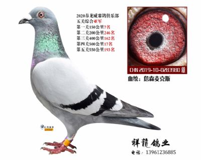 詹森5关鸽王亚军