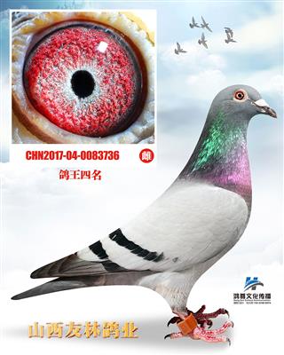 鸽王4名：阳光家园胡本199999曾孙