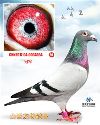 “冠军”：阳光家园胡本100099直孙