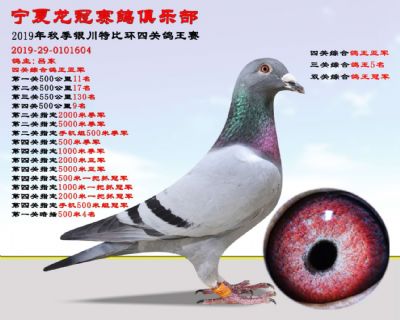 欢迎光临 宁夏海燕鸽舍