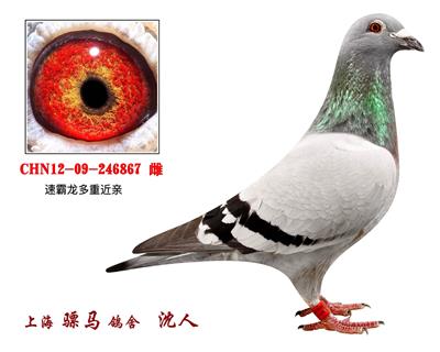 骠马6867