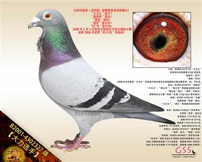 【大力选手】“大力士”直子！