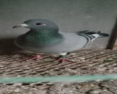 2018年鹏程国际赛鸽中心三关冠军