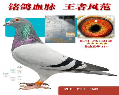 盖比原棚鲁迪直子334