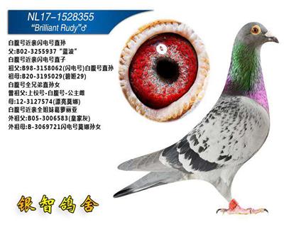 白腹号近亲闪电号直孙