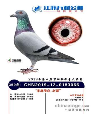 输出红阿比后代鸽江苏万羽300多名