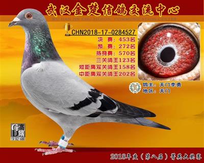 输出公棚双关鸽王158