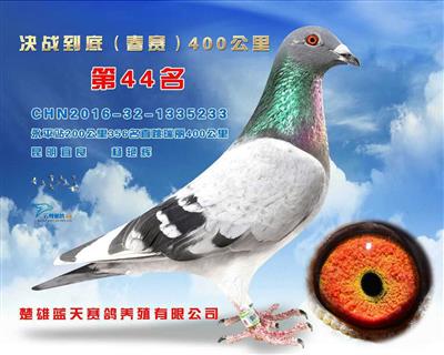 输出云南楚雄蓝天春棚决赛44名、