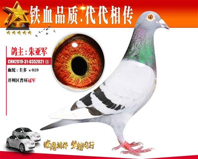 输出2019年重庆500公里冠军1