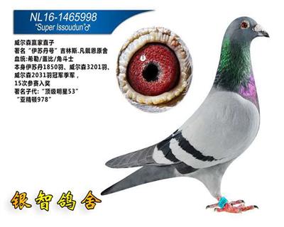 威尔森赢家直子