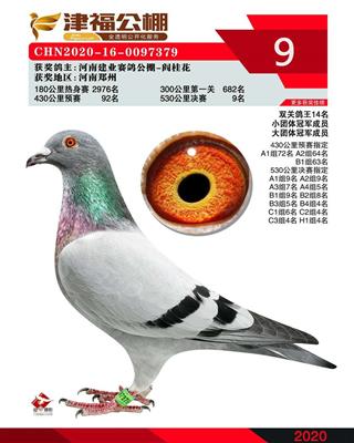 天津津福公棚决赛9名