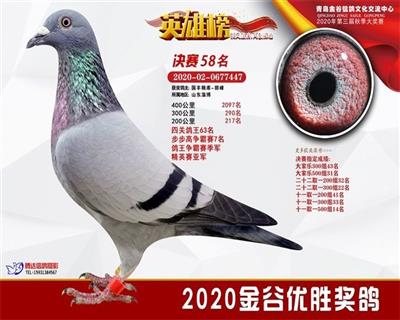 2020年秋青岛金谷赛鸽公棚决赛58名