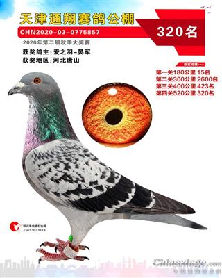 2020年公棚成绩鸽
