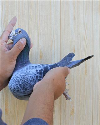 【慕利门军校生】