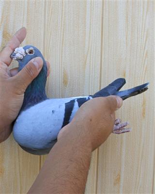 【克拉克613直孙】