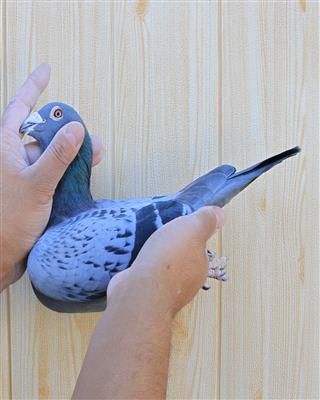 【年轻可兰普】