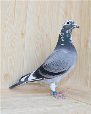 【慕利门白尾号】