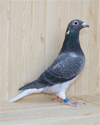 【完美军校生】