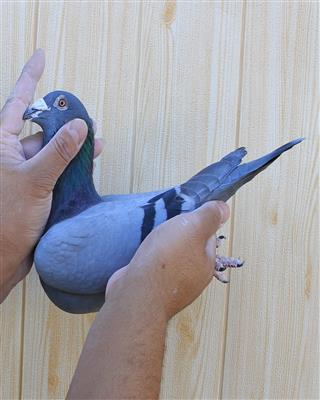 【年轻可兰普】