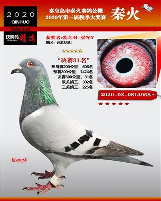 2020年公棚成绩鸽