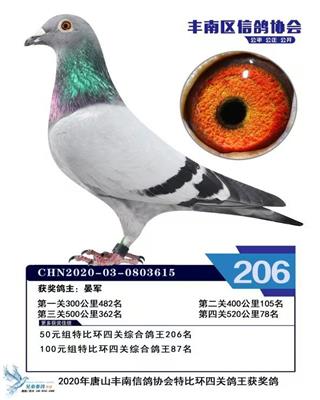 2020年赛季鸽