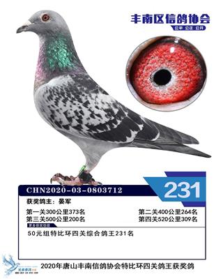 2020年赛季鸽