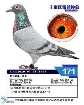 2020年赛季鸽