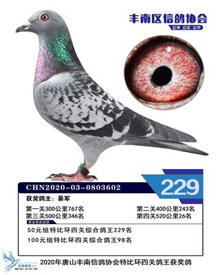 2020年赛季鸽