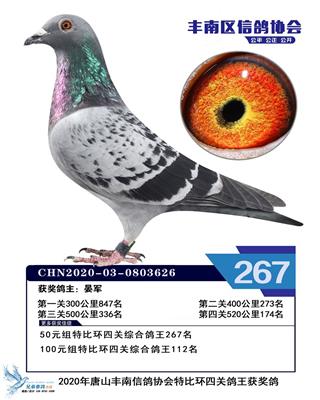 2020年赛季鸽