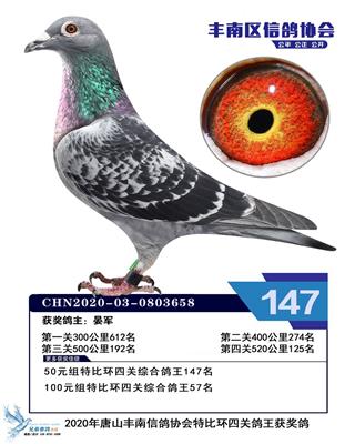 2020年赛季鸽