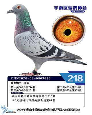 2020年赛季鸽