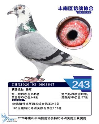 2020年赛季鸽