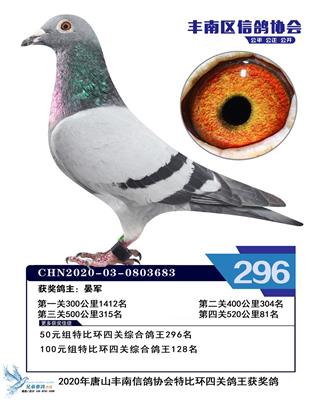 2020年赛季鸽