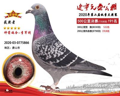 2020年公棚成绩鸽