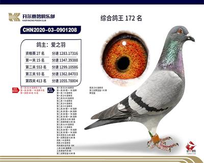 2020年赛季鸽