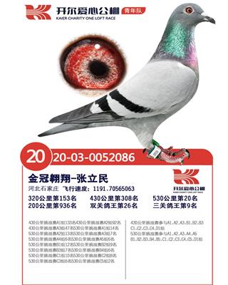 开尔决赛20鸽王9位
