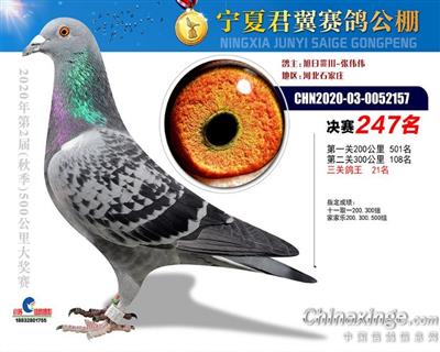 宁夏君翼公棚决赛247名鸽王21名