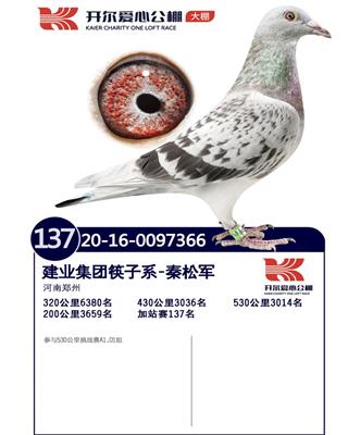 开尔爱心公棚加战赛137名