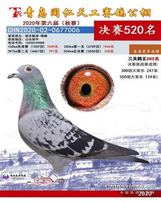 2020年秋同仁天工赛鸽公棚决赛520名