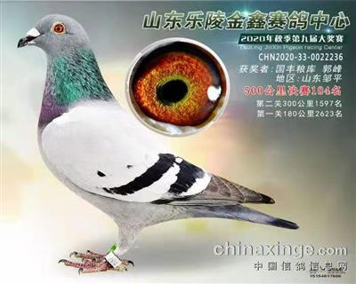 2020年秋山东金鑫赛鸽公棚决赛184名