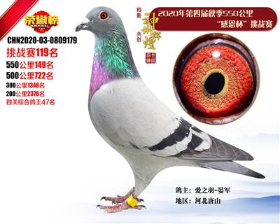 2020年公棚成绩鸽