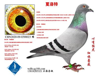 夏洛特 已转