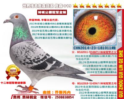 14-181011雌（乔公X乔母）