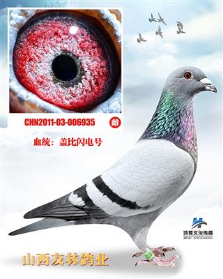 盖比闪电“935《开尔鸽业引进》